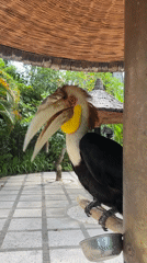 Exotic birds interact with humans in Sukawati, Indonesia