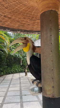 Exotic birds interact with humans in Sukawati, Indonesia