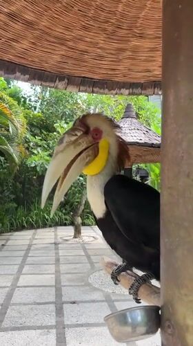 Exotic birds interact with humans in Sukawati, Indonesia