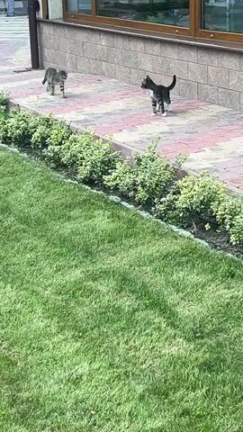 The video shows two cats walking on a paved patio. The patio is next to a lawn and a building with a brick wall. The cats are both tabby cats. One cat is walking towards the camera and the other is walking behind it. The cats appear to be young and playful. The lighting suggests it is daytime.