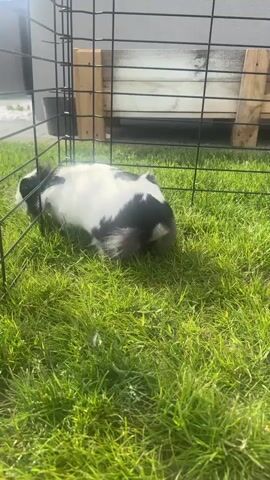 The video shows a black and white rabbit inside a wire cage on a sunny day. The rabbit turns to face the camera and then moves toward the camera. The cage is set on grass. A wooden pallet sits in the background.
