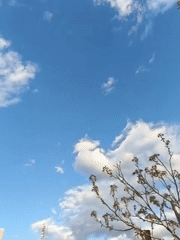 Spring blooms documented in Kryvyi Rih during afternoon stroll
