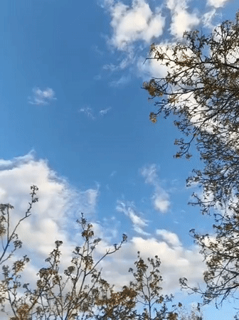 Spring blooms documented in Kryvyi Rih during afternoon stroll