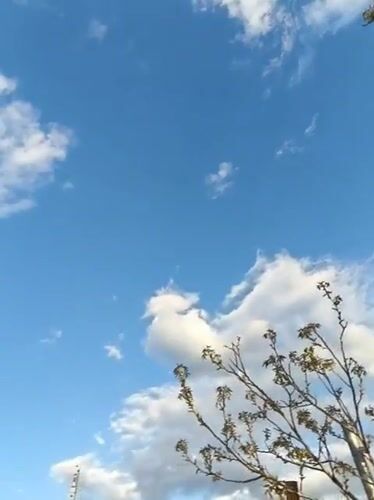 Spring blooms documented in Kryvyi Rih during afternoon stroll