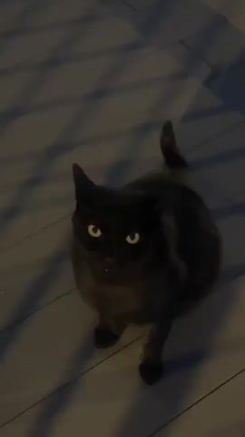 A cat with dark fur stands on a light gray surface with linear shadows. The cat's eyes are yellow, and its tail is slightly curved. The surrounding environment is dark.