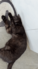Black cat plays indoors on Ko Samui floor