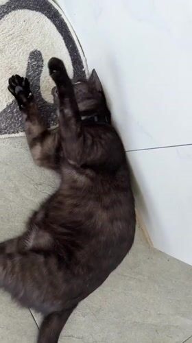 Black cat plays indoors on Ko Samui floor