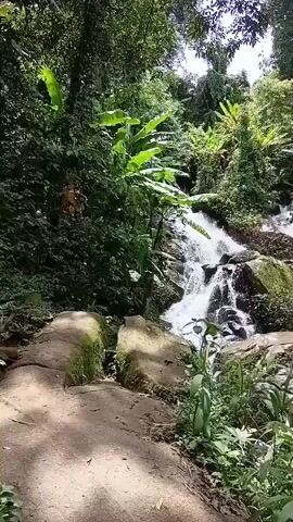 A cascading waterfall flows over moss-covered rocks amidst lush green foliage. A dirt path curves along the left side of the frame, leading towards the waterfall. The water creates a foamy white spray as it descends. The surrounding trees and plants create a dense jungle-like environment. The lighting suggests it is daytime, possibly with dappled sunlight filtering through the canopy.