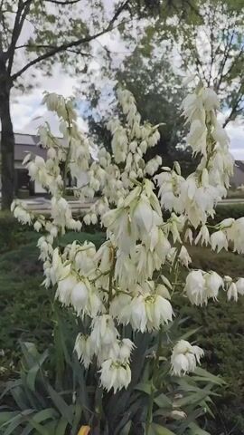 The video pans across a cluster of white yucca flowers. The flowers are bell-shaped and hang in clusters on tall stalks. The yucca plant has long, spiky green leaves at its base. In the background, there is a house with a dark roof and some trees. The sky is cloudy.