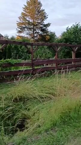 A video shows a wooden fence and some greenery in what appears to be a backyard or garden. The fence is made of dark brown wood and has a trellis-like structure above it. Behind the fence, there are various plants, bushes, and trees, along with a small building with a red roof in the distance. The sky is cloudy and overcast. The camera appears to be moving slightly, panning across the scene.