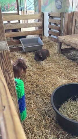 The scene unfolds within a barn, where three goats are lounging on a bed of straw. One goat, light brown with a white spot on its head and a goatee, stands while a dark brown goat lies resting in the straw, its mouth open. Another goat, also dark brown with curved horns, is sheltered in a wooden cubby. The environment includes a gray water trough, a black tub filled with straw, and a green and blue brush propped against the wooden boards of the barn. The setting is lit by daylight, suggesting an outdoor or semi-outdoor location.