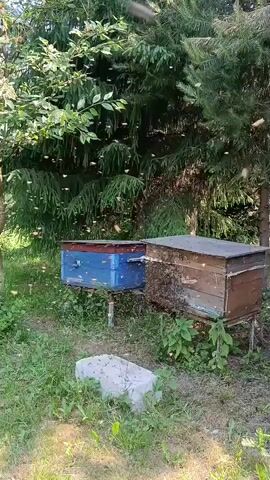 The video shows two beehives positioned outdoors amongst trees and greenery. The beehives are wooden boxes, one of which is painted blue and red, and the other is a natural wood color. Both beehives are covered with bees, and many bees are flying around the entrance of the hives and in the air. The surrounding environment appears to be a natural setting with grass and foliage. The footage is shaky, suggesting it was captured by hand.