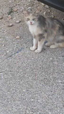 A cat with a calico-like fur pattern of white, grey, and cream colors sits on a grey gravel surface next to a black car tire. The cat looks towards the left with its mouth open, then closes it and looks towards the right.