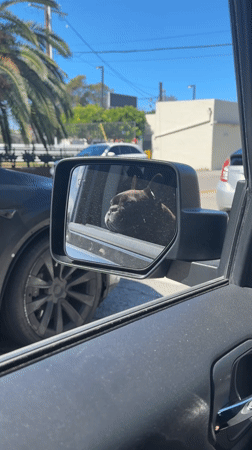 French bulldog spotted resting in car window in LA