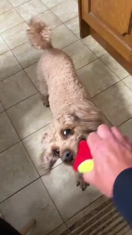 A small, light-brown dog with a curly coat is standing on a tiled floor. A person's hand, wearing a dark blue sleeve, holds a small, red and yellow ball in front of the dog's face. The dog is trying to grab the ball with its mouth. A wooden cabinet is visible in the background.