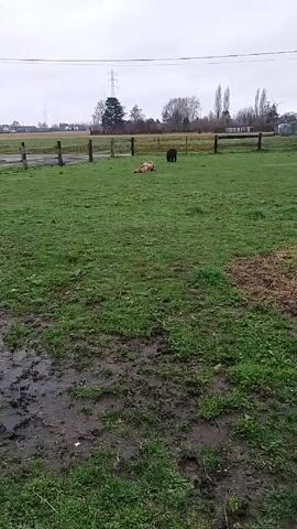 The video shows a field with wet, muddy patches. In the distance, a tan horse rises to a standing position in the middle of the field while a dark animal stands nearby. The field is surrounded by a wooden fence and beyond the fence is a road, a field, and trees. In the background, there is also an electrical tower. The sky is overcast.