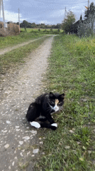 Dusk in a Russian village: tricycle, dog, and cats on a gravel path