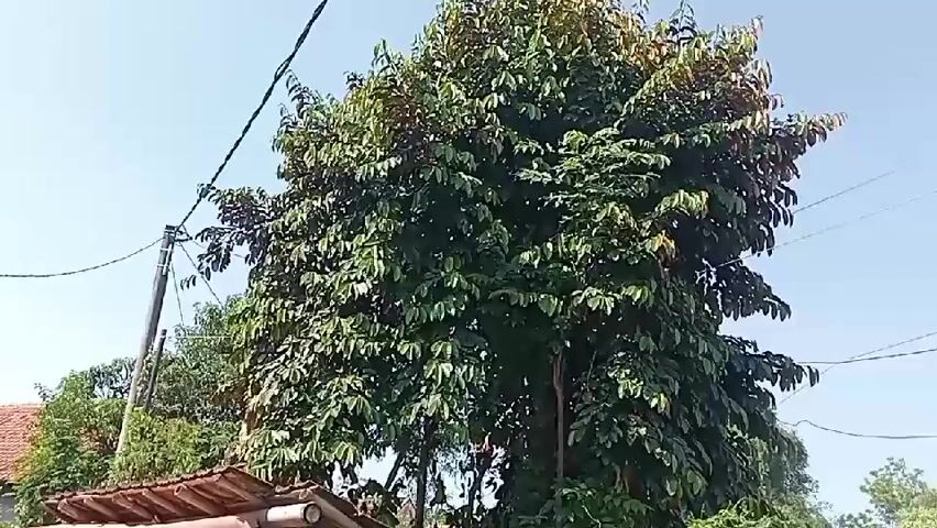 A tall, leafy green tree stands in the center of the frame, reaching towards a clear blue sky. The tree has a dense canopy with dark green leaves, some of which appear reddish-brown at the tips. Two utility poles with wires crisscross the upper portion of the scene. In the lower left corner, a portion of a building with a tiled roof is visible, along with some other smaller trees and foliage. The overall impression is an outdoor scene on a bright, sunny day, likely in a rural or suburban setting.