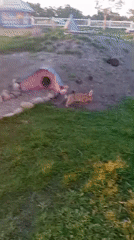 Afternoon at a Belarusian folk eco-farm with animals and handcraft sculptures