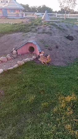 Afternoon at a Belarusian folk eco-farm with animals and handcraft sculptures
