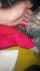 Person plays with tabby kitten on bed in Marrakesh
