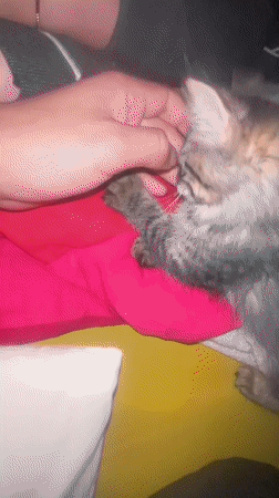 Person plays with tabby kitten on bed in Marrakesh