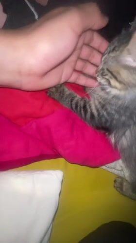 Person plays with tabby kitten on bed in Marrakesh