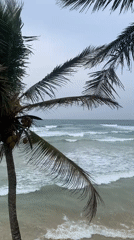 Palm tree sways in ocean breeze at Ahangama beach