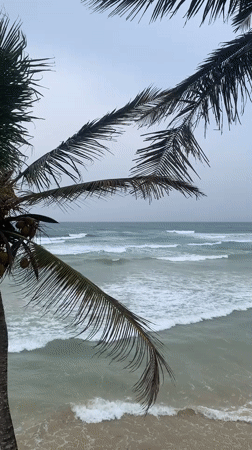 Palm tree sways in ocean breeze at Ahangama beach