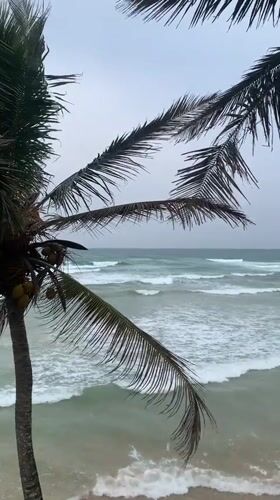 Palm tree sways in ocean breeze at Ahangama beach