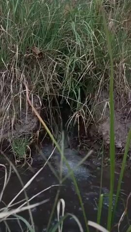 The video shows a close-up view of a drainage pipe discharging murky water into a shallow body of water. Tall green grass and reeds surround the opening of the pipe and line the banks of the watercourse. The water flowing from the pipe appears to have a dark, possibly polluted, color and creates ripples and turbulence as it enters the larger body of water. The surrounding environment is natural, with visible mud and vegetation indicating a likely outdoor setting, possibly a ditch, stream, or pond. There are no people or animals visible in the frame. The lighting suggests it may be daytime, possibly overcast or in the evening.