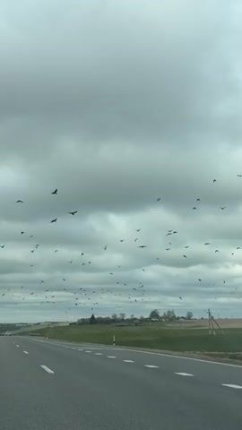 The video shows a highway with a car driving on it. The road is gray asphalt with white lane markings. On either side of the road is green vegetation and a flat landscape with utility poles. The sky is overcast with gray clouds, and a large flock of black birds is flying above. The birds are silhouetted against the sky.