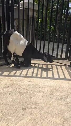 A black and white goat is on its knees on a light-colored concrete surface. The goat is facing towards the right side of the frame, with its head down towards the ground, appearing to eat or sniff something. Behind the goat is a black metal gate. The gate has vertical bars and is slightly open, casting shadows on the ground. Beyond the gate, there is lush green foliage and palm trees. The overall scene suggests an outdoor setting with bright sunlight.