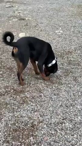 A Rottweiler stands on a gravelly area. The dog is black with brown legs and has a short, curled tail. It wears a patterned collar. The dog lowers its head and sniffs the ground before looking up at the camera.