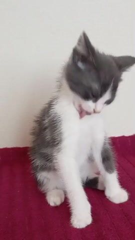 A gray and white kitten is sitting on a maroon surface. The kitten is looking towards the camera. The background is a plain white wall. The video consists of a few seconds of footage where the kitten's head moves slightly.