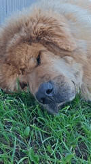 Fluffy dog explores residential yard in Kempelevo, Russia
