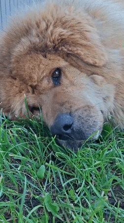 Fluffy dog explores residential yard in Kempelevo, Russia
