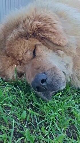 Fluffy dog explores residential yard in Kempelevo, Russia