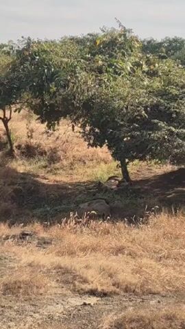 The video shows a still shot of two lions resting in the shade of a tree. The lions are lying on the ground, partially obscured by vegetation. The surrounding environment consists of dry grass and trees. The sky is overcast.