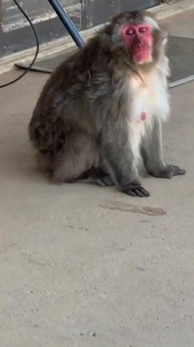 Japanese macaques spotted near building, cage in Kyoto