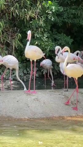 A group of flamingos stand on a sandy embankment near a body of water. The flamingos are mostly white and pink with long, slender legs and necks. Some are drinking from the water, while others stand looking around. The environment is lush and green with trees and foliage in the background.