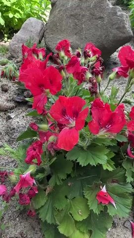 The video shows a close-up shot of bright red geraniums in a garden. The flowers are in full bloom with green leaves and some wilting petals. In the background, there are large stones and lush green foliage. The camera slowly pans out, revealing more of the garden environment. The ground is covered in sand and fallen pine cones.