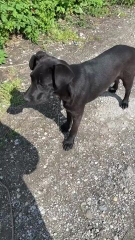 The video shows a small black dog standing on a gravel road. The dog looks up and seems curious. There is green foliage in the background. The lighting suggests it's a sunny day. The camera slowly zooms in on the dog's face, revealing a small white patch on its chest.