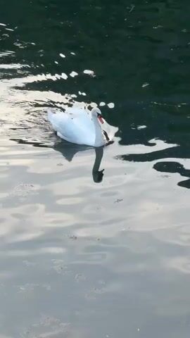 A white swan with a red beak swims in dark water. The swan's reflection is visible below it. The water is rippled, and sunlight reflects off its surface, creating bright highlights. The background is dark and appears to be shadowed or murky.