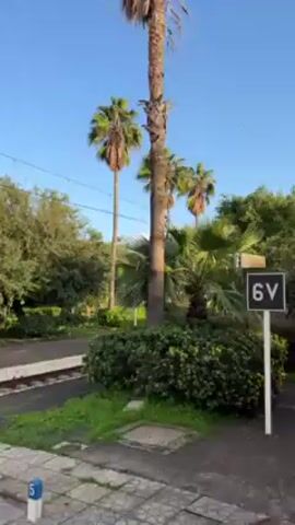 The video shows the view from a moving train or vehicle, passing by vegetation including palm trees, green bushes and an orange tree. A sign with "6V" on it is seen in the foreground. The train tracks are visible on the right side of the frame. The sky is blue.
