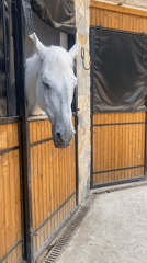 Visitors interact with horses at Turkish stable facility
