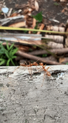 Weaver ants and ornamental trees observed in Ubud courtyard