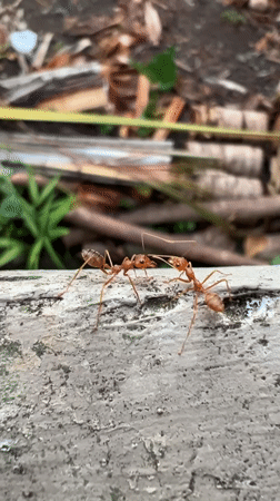 Weaver ants and ornamental trees observed in Ubud courtyard