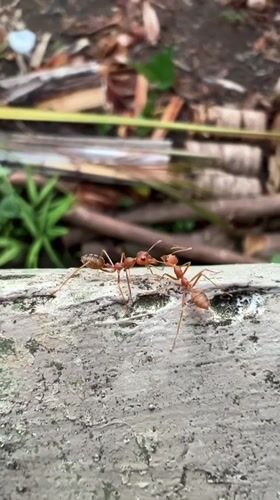 Weaver ants and ornamental trees observed in Ubud courtyard