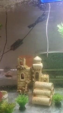 This is a video of an aquarium. The aquarium contains a small castle decoration, several artificial plants, and a filter or heater with wires attached. There are also at least four small fish swimming in the tank. The lighting in the aquarium is bright and appears to be coming from the top, casting reflections on the water's surface. The water is somewhat cloudy, suggesting it might be a new setup or in need of cleaning. There is no visible text in the video. The overall scene is a typical home aquarium.